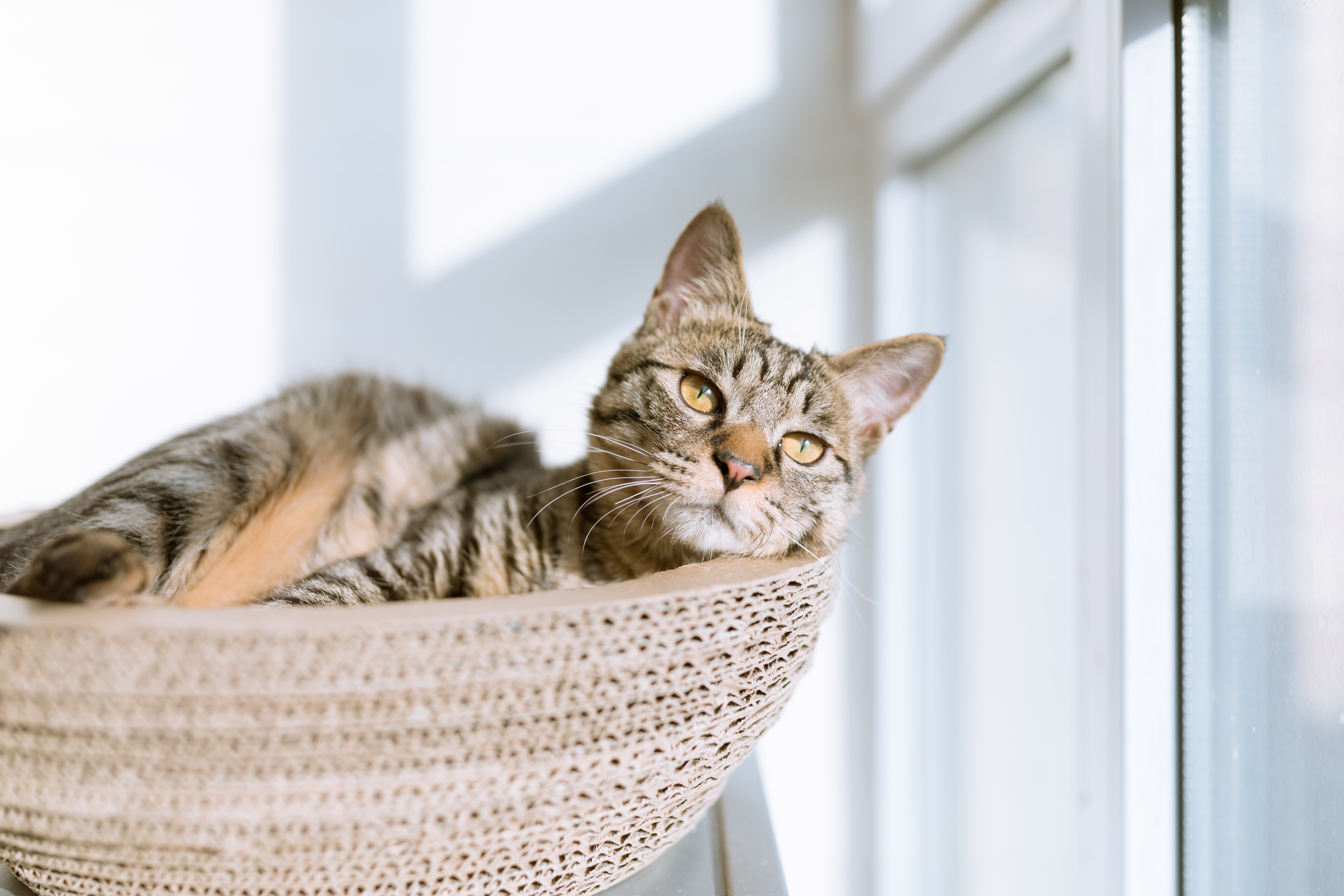 cat lying in basket