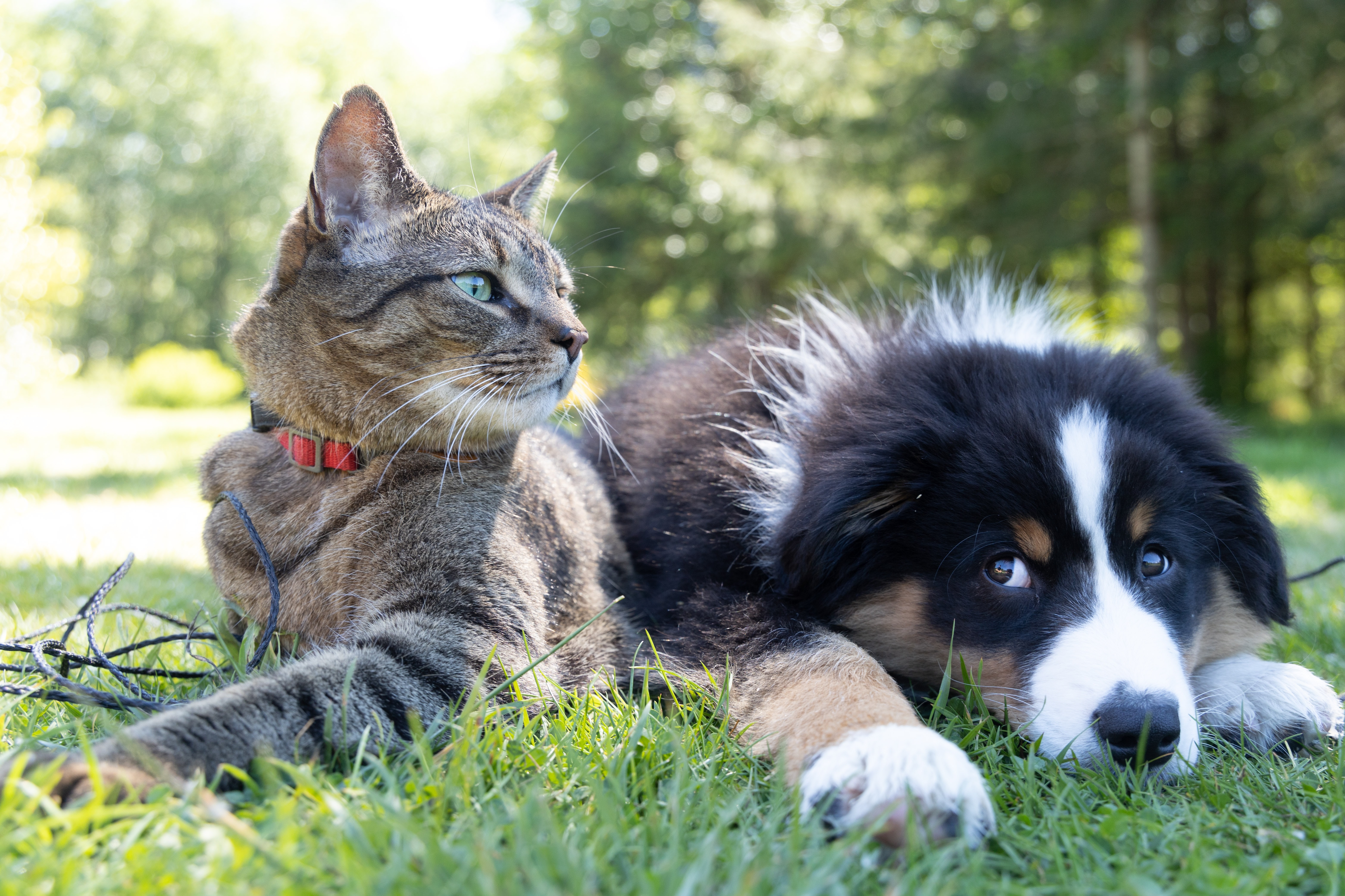 backdrop dog and a cat lying on grass