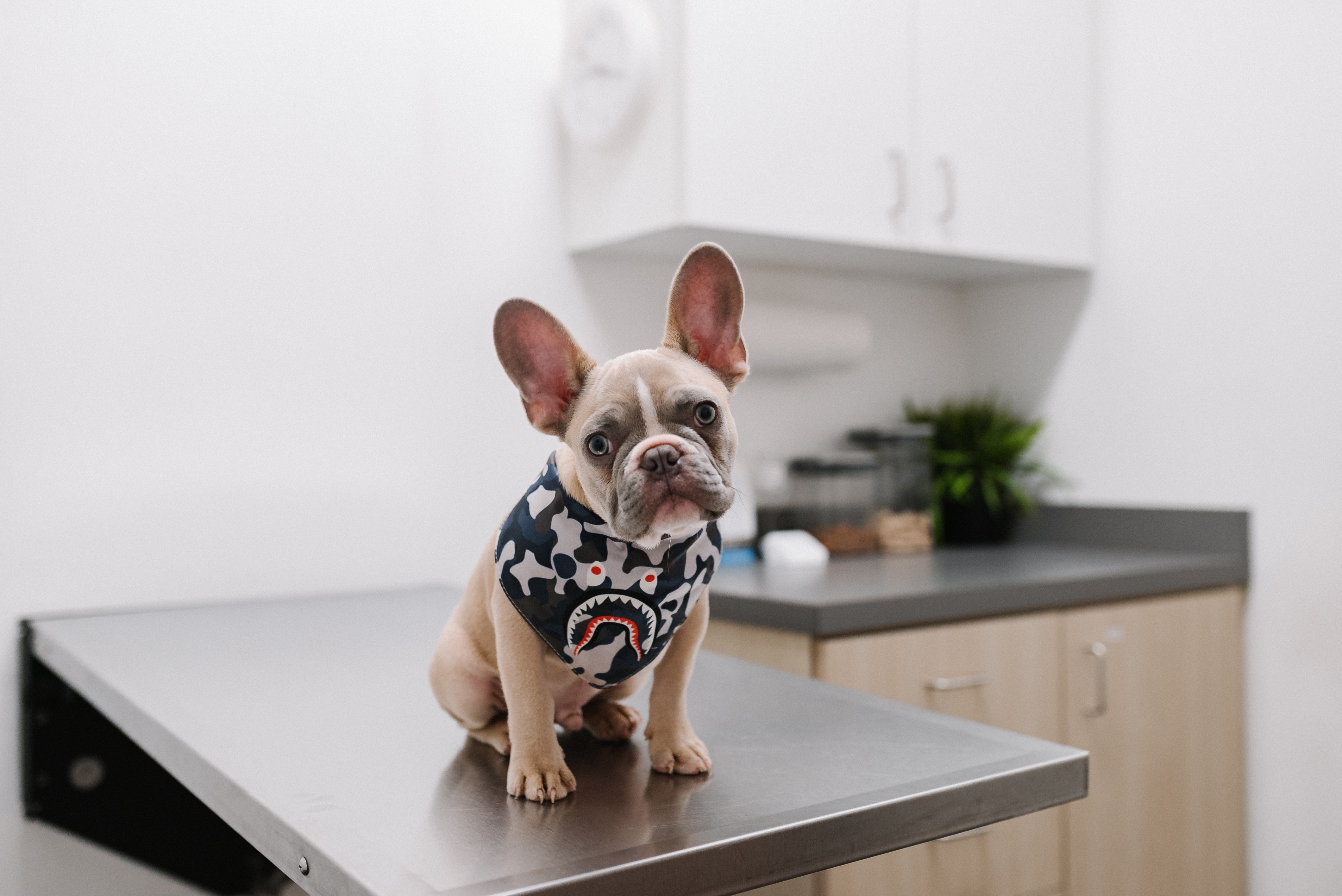pug on kitchen counter