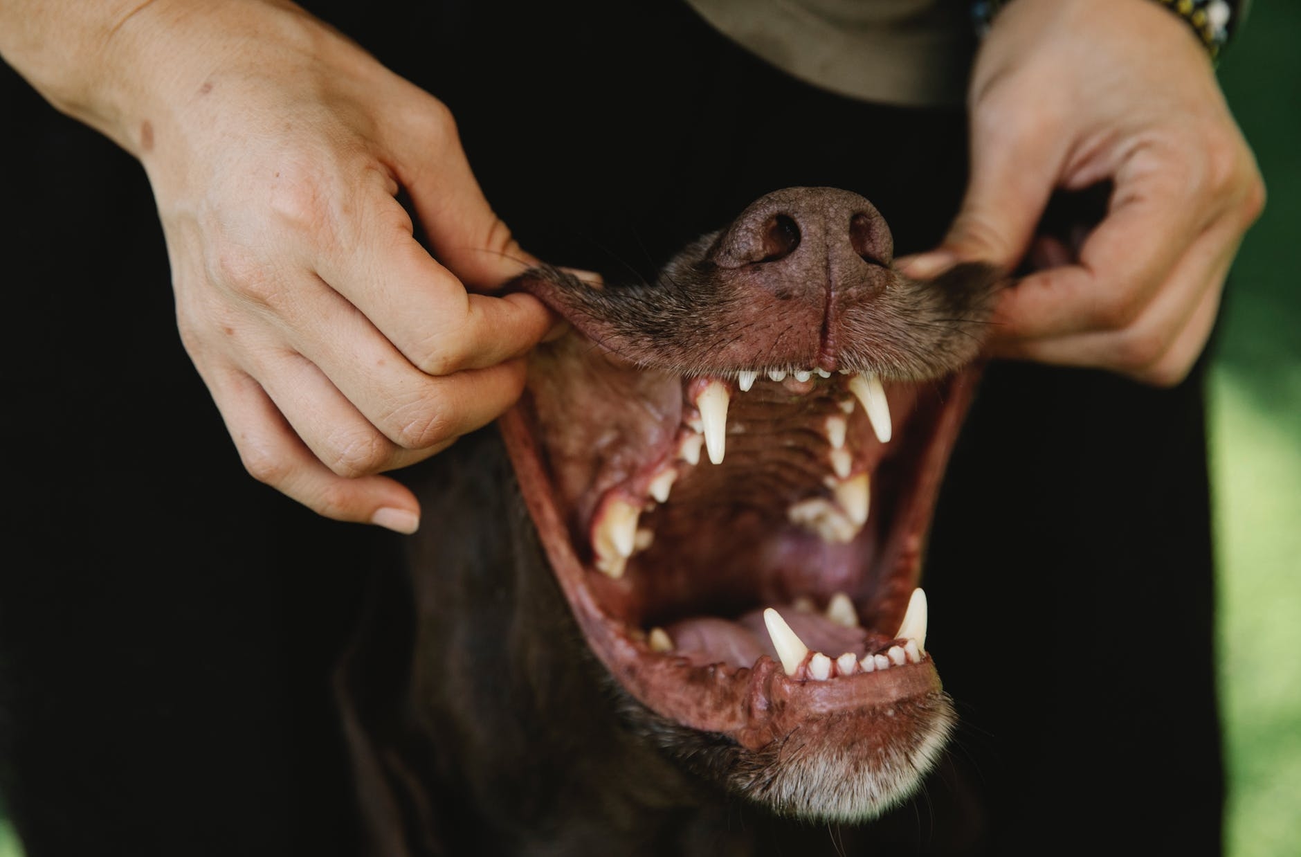 backdrop view of canine teeth